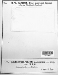 Helminthosporium macrocarpum var. caudatum image